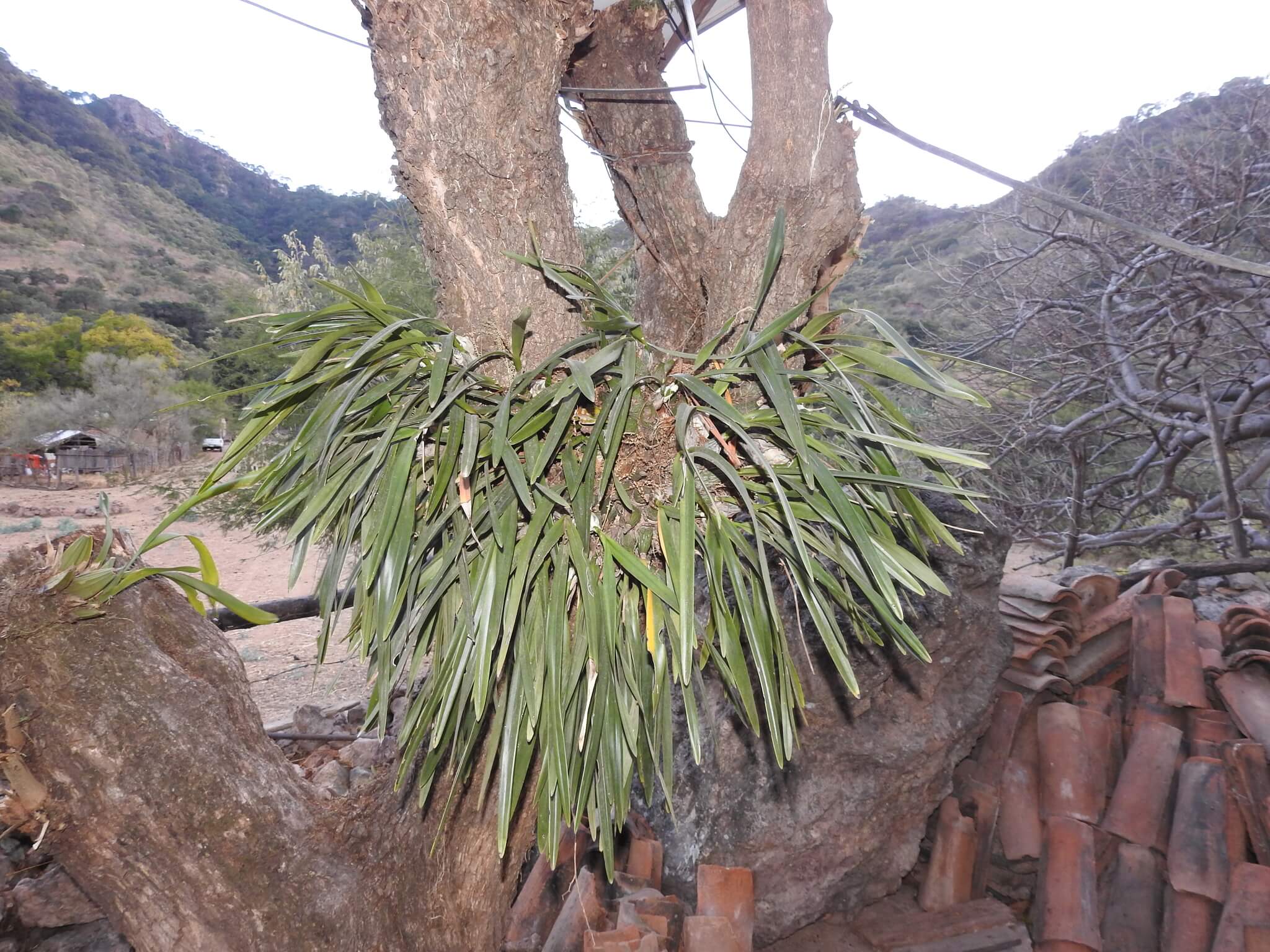 Encyclia adenocarpos